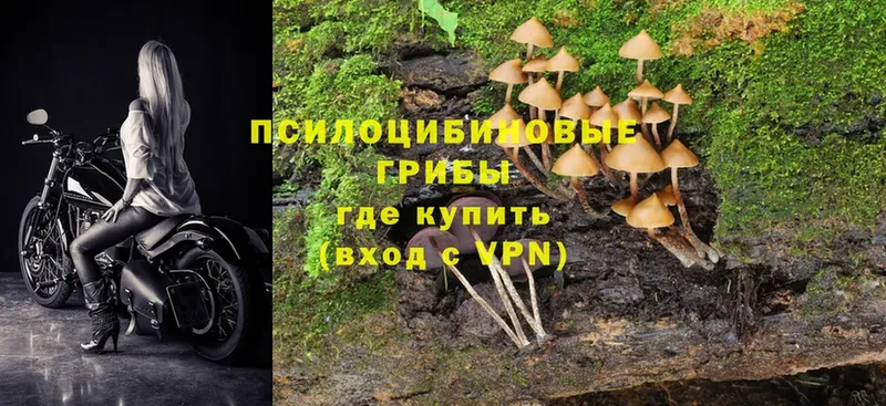наркота  Новый Уренгой  Псилоцибиновые грибы MAGIC MUSHROOMS 